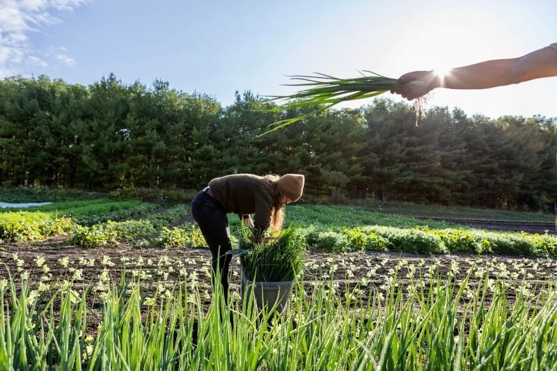 Person harvesting green onions in a farm field, with another hand holding a bunch of green onions in the air, backlit by the sun.
