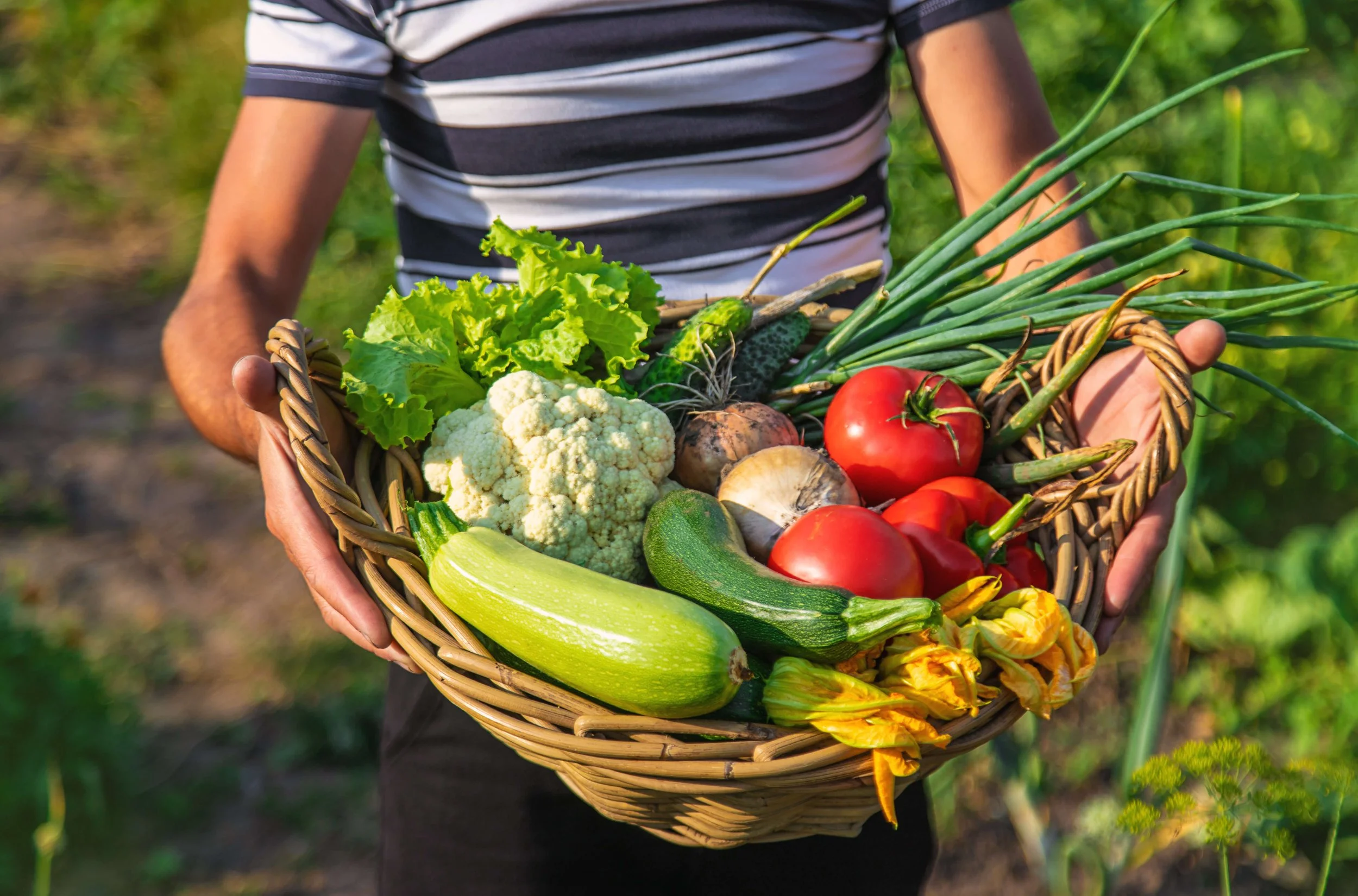 Farmer holding a basket of freshly harvested vegetables